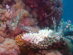 2 Lion Fish.. 
Red Sea Jeddah by Badr Yaghmour 